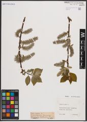 Foto von Salix caprea L.